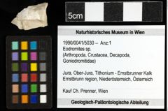 Foto (Objekt + Etiketten) von Eodromites sp. 